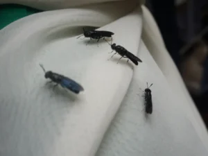 Jenis Lalat Black Soldier Fly (BSF)