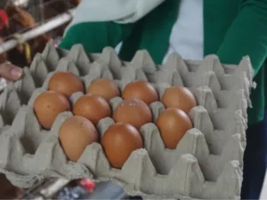 Telur dari Peternakan Jayau Ulung 