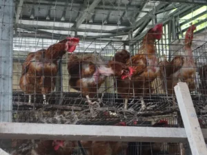 Ayam Petelur di Peternakan Jaya Ulung