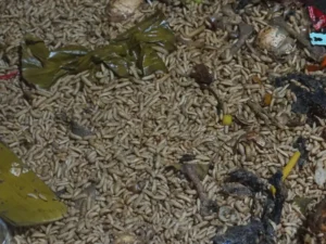 Maggot Mengurai Sampah Organik