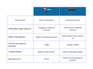 Tabel Perbedaan Lalat Rumah dan Lalat BSF