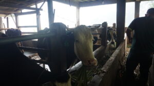 Suasana Peternakan Sapi Perah Cibiru Wetan