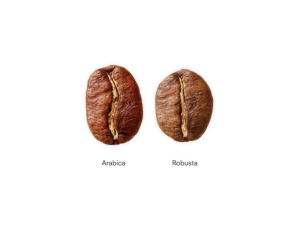 Perbedaan Arabica dan Robusta