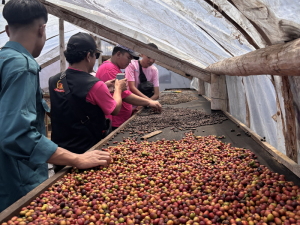 Proses penjemuran Kopi Mandala Wangi 