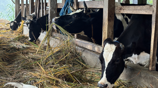 Sapi di peternakan cibiru wetan yang sedang memakan rumput