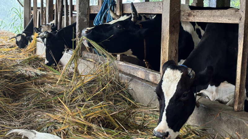 Sapi di peternakan cibiru wetan yang sedang memakan rumput