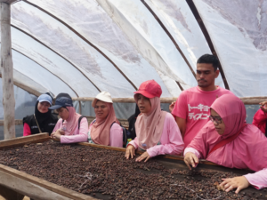 Wisatawan Melihat Proses Penjemuran Kopi